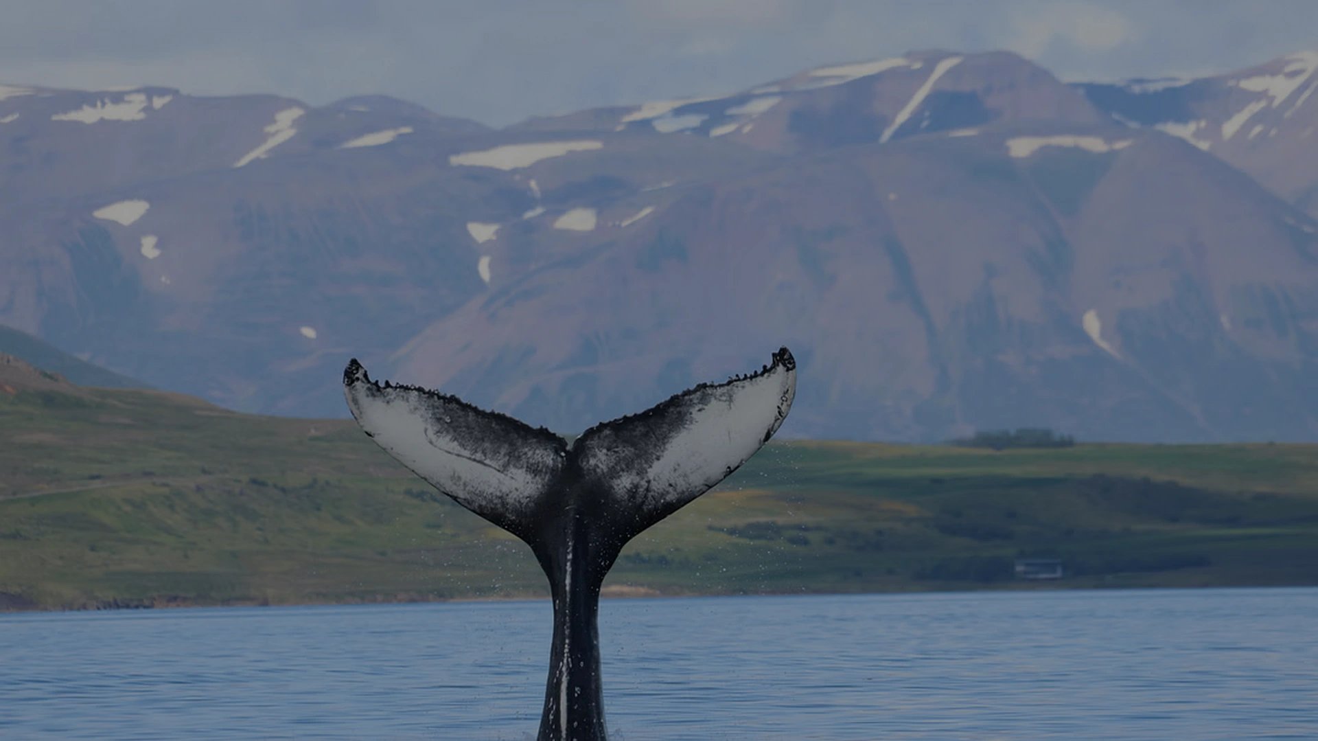 Spectacular view of Eyjafjörður fjord from modern whale watching cruise