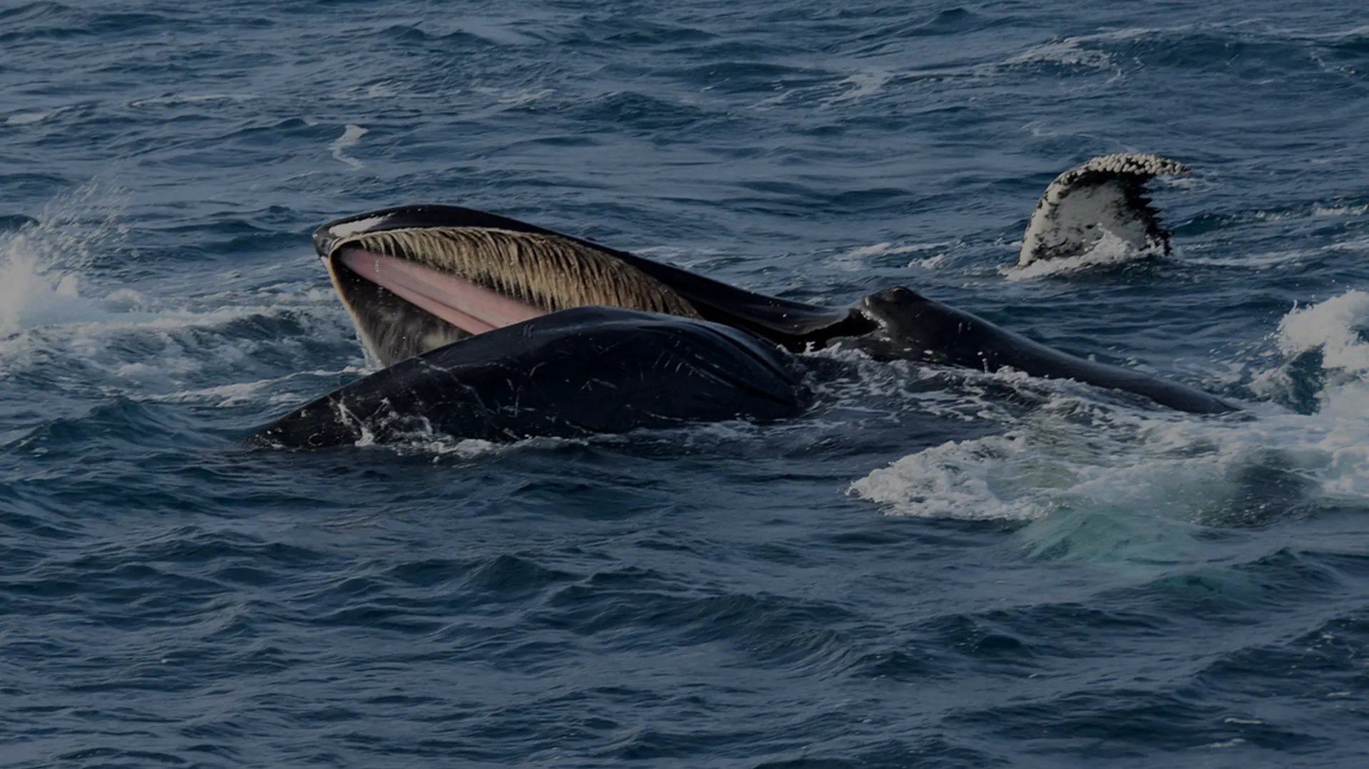 Whale tail emerging from water during whale watching cruise from Reykjavik