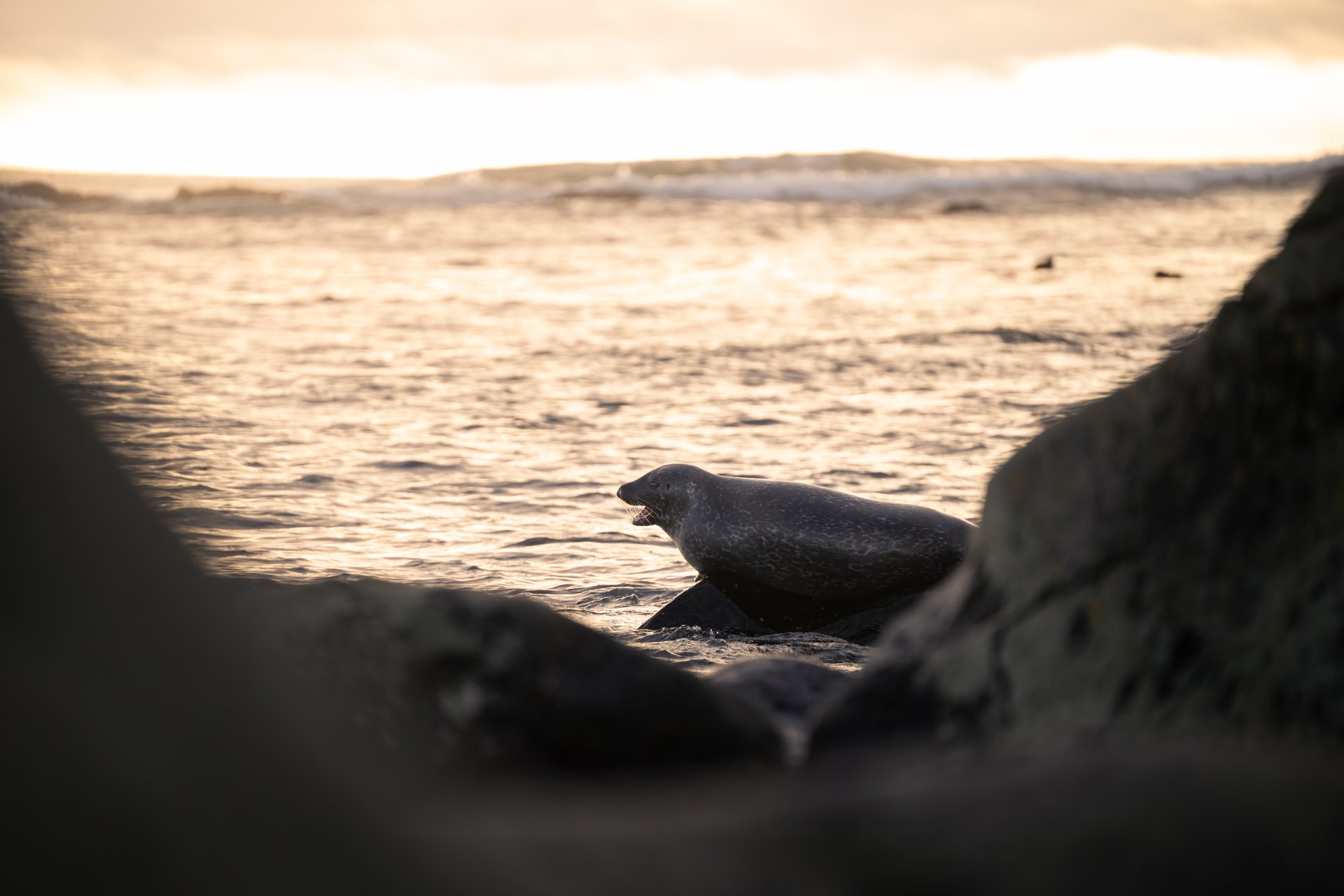 A seal is looking back at the photographer in Ytri Tunga | Snæfellsnes tour