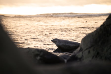 A seal is looking back at the photographer in Ytri Tunga | Snæfellsnes tour