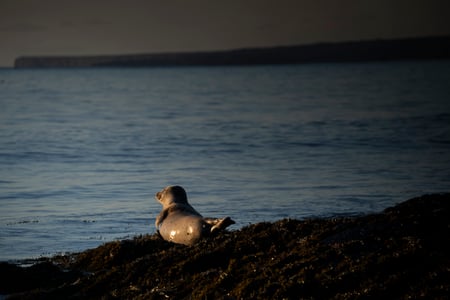 A harbour seal of Ytri-Tunga during our Snæfellsnes tour