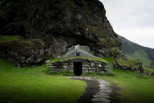 A lamb stands on the top of the Rútshellir turf house on a south coast tour