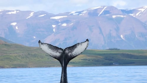Modern whale watching vessel with humpback whale in Eyjafjörður fjord