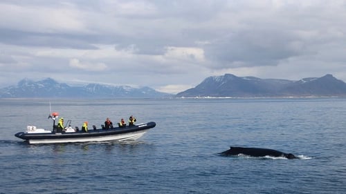 RIB boat speeding through Icelandic waters on whale watching adventure