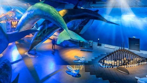 Life-size blue whale model suspended in Whales of Iceland exhibition hall