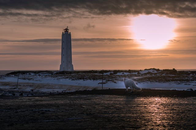 A white arctic fox walks towards a lighthouse on the Snæfellsnes Peninsula