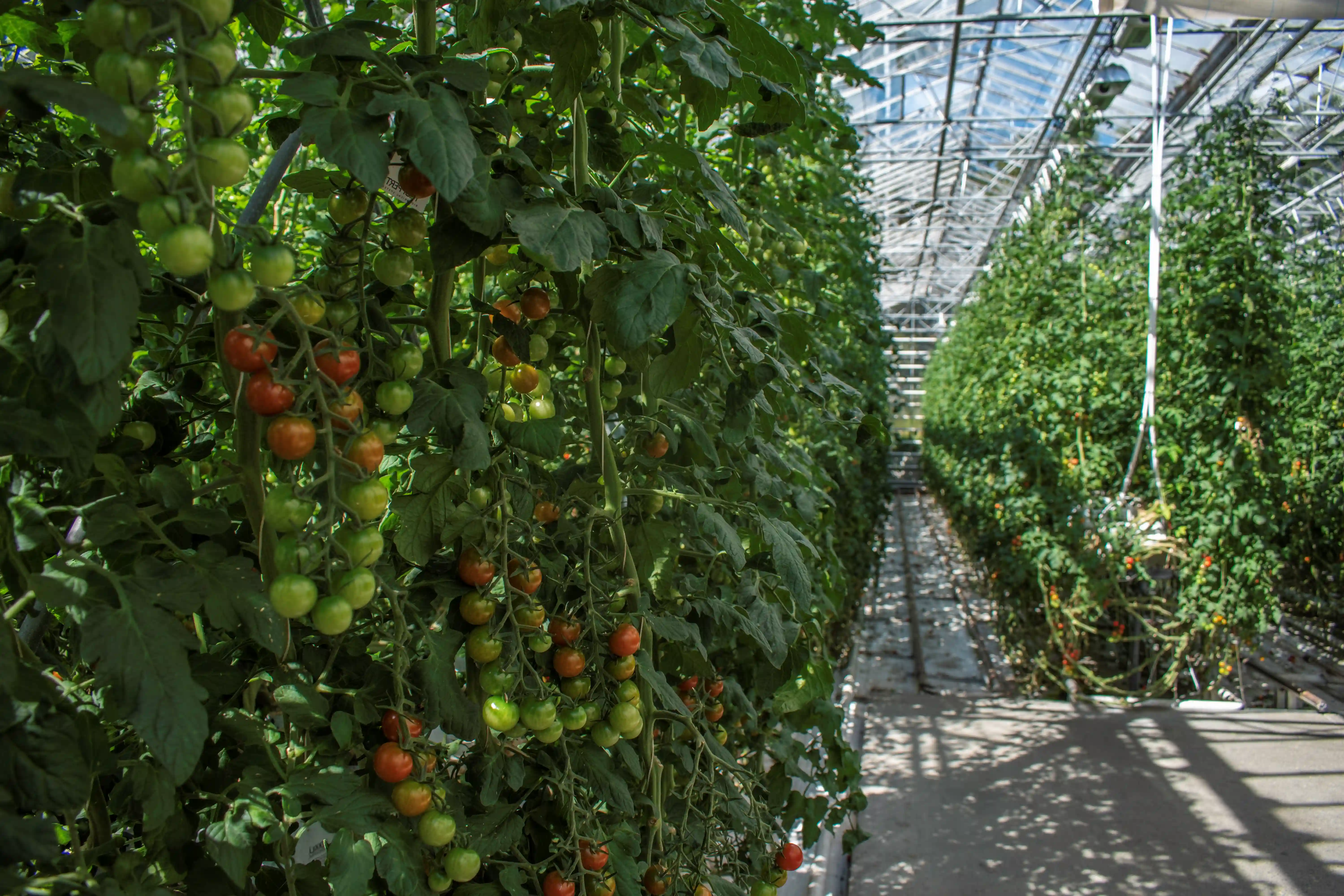 Inside Friðheimar greenhouse restaurant