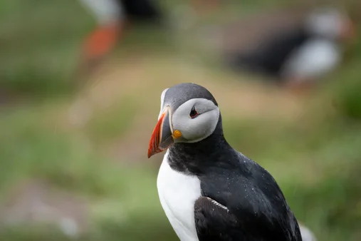 Puffin picture