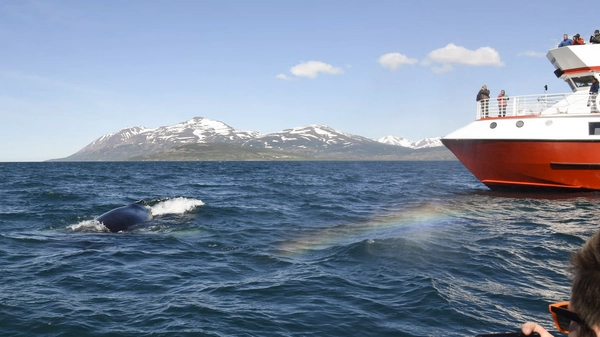 Modern whale watching vessel with cinema-style viewing platforms and comfortable amenities