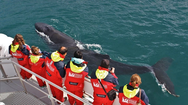 Dramatic North Iceland mountain scenery surrounding Eyjafjörður during whale watching