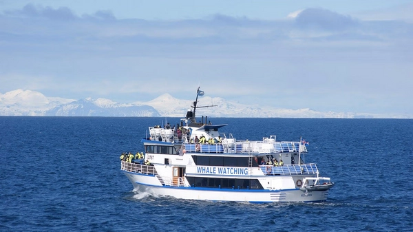 Minke whale surfacing near the boat