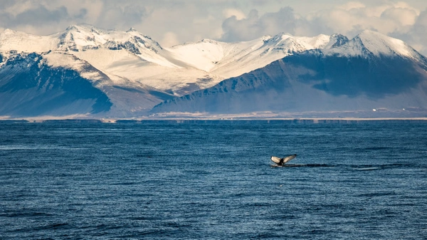 Dolphins jumping near Reykjavik harbor