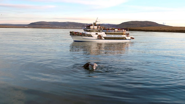 Puffins on cliffs visible during cruise