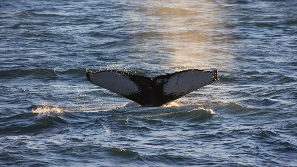 Humpback whale breaching near high-speed RIB boat with excited passengers
