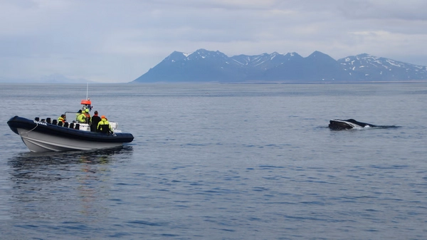 Dolphins racing alongside RIB boat creating bow waves and excitement