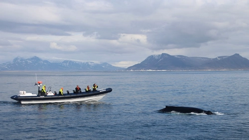 RIB boat speeding through Icelandic waters on whale watching adventure