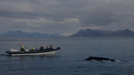 Close encounter with whale from RIB boat showing intimate marine experience