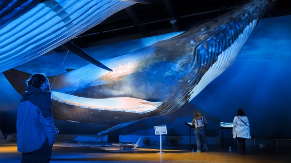 Massive blue whale model showcasing the largest animal on Earth