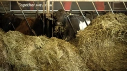 Cows in the farm of Efstidalur