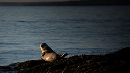 A seal is looking back at the photographer in Ytri Tunga | Snæfellsnes tour