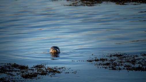 A seal is peaking his head out of the water