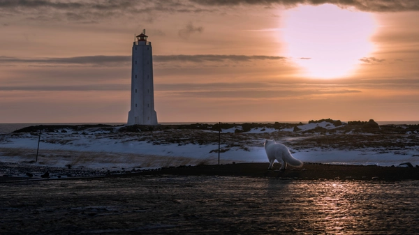 A white arctic fox walks towards a lighthouse on the Snæfellsnes Peninsula